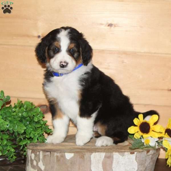 Junco – F1, Bernedoodle Puppy